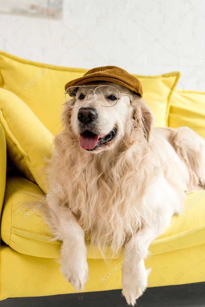 Cute golden retriever lying on colorful yellow sofa in cap and glasses