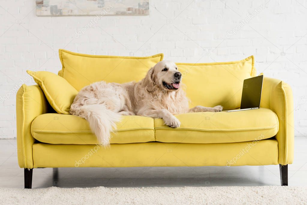  cute golden retriever lying on yellow sofa with laptop in apartment  