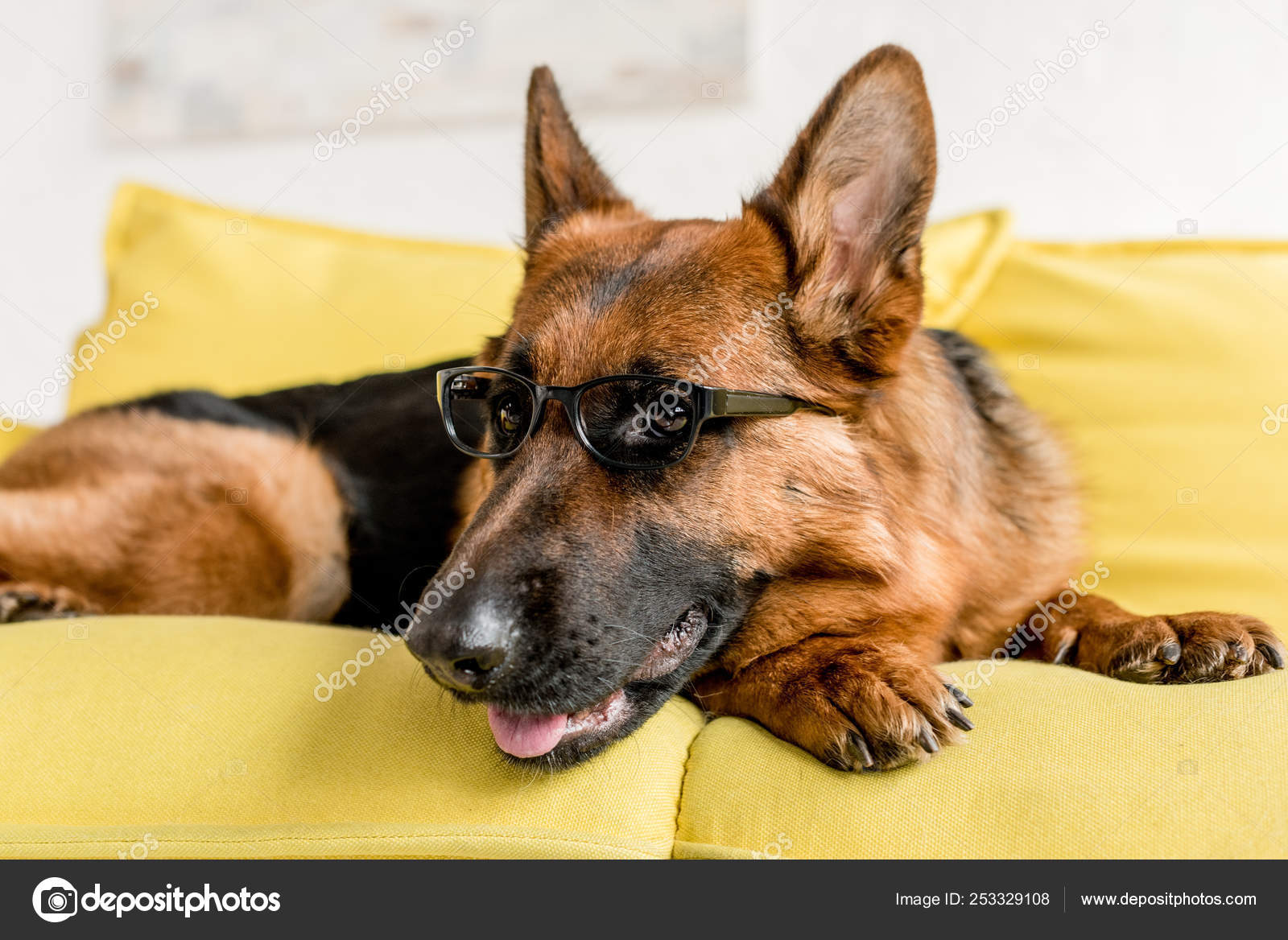 Are German Shepherds Good In Apartments