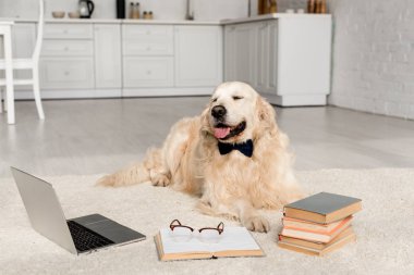 şirin altın geri almak laptop ve kitaplar ile yerde yatarken papyon 