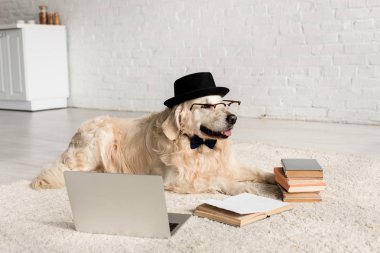 papyon, gözlük ve şapka laptop ve kitaplar ile yerde yatarken şirin golden retriever 