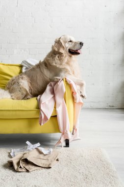 side view of cute golden retriever lying on yellow sofa in messy apartment  clipart