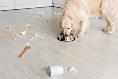 cute golden retriever eating dog food from metal bowl in messy kitchen  clipart