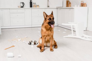 cute German Shepherd sitting on floor with metal bowl and broken dishes in kitchen  clipart