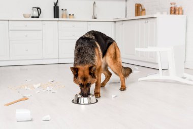 Dağınık Mutfak metal kase gelen köpek yemek yeme şirin Alman çoban 