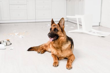 cute German Shepherd lying on floor with metal bowl and broken dishes in kitchen  clipart