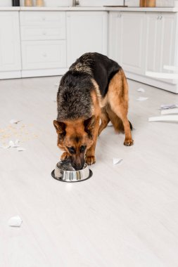 Dağınık Mutfak metal kase gelen köpek yemek yeme şirin Alman çoban 