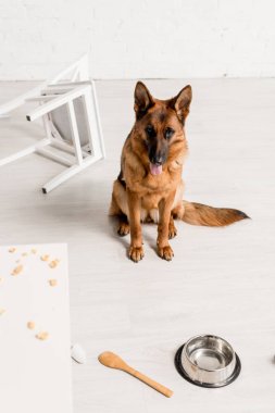 high angle view of cute German Shepherd sitting on floor in messy kitchen  clipart