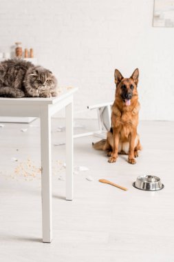 selective focus of grey cat lying on table and German Shepherd sitting on floor in messy kitchen clipart