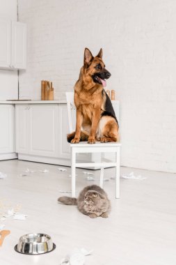 Gri kedi dağınık mutfak zemininde yatan ve beyaz sandalye üzerinde oturan sevimli Alman çoban