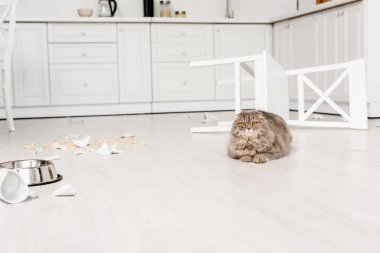  şirin ve Gri kedi yatan ve dağınık mutfak katında kamera bakıyor