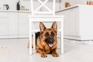 cute German Shepherd lying under white chair on floor and looking at camera in messy kitchen clipart
