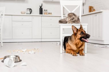 cute German Shepherd lying on floor and grey cat lying on chair in messy kitchen clipart