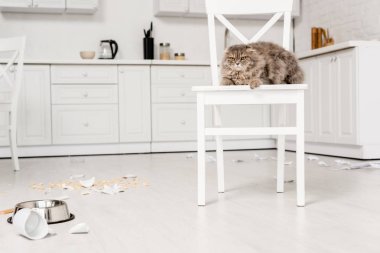 cute and grey cat lying on white chair and looking away in messy kitchen clipart