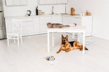 şirin ve Gri kedi beyaz masanın üzerinde yatan ve Alman çoban dağınık mutfak zemininde yatan