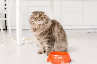 şirin ve Gri kedi ayakta dağınık mutfak plastik kapta katta