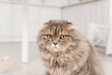 sevimli ve şirin Gri kedi evinde kamera seyir 