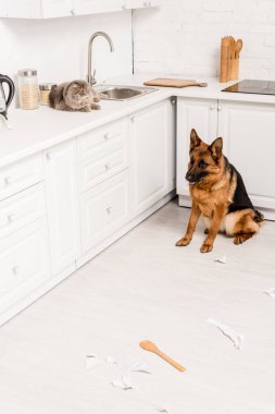 beyaz yüzey ve Alman çoban dağınık mutfak katında oturan yatarken şirin ve Gri kedi