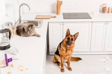 cute and grey cat lying on white surface and German Shepherd sitting on floor in messy kitchen clipart