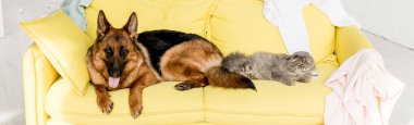 panoramic shot of cute and grey cat and dog lying on yellow sofa in messy apartment  clipart