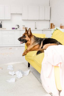 side view of cute German Shepherd lying on yellow sofa in messy apartment  clipart