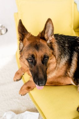 selective focus of cute German Shepherd lying on bright yellow sofa clipart