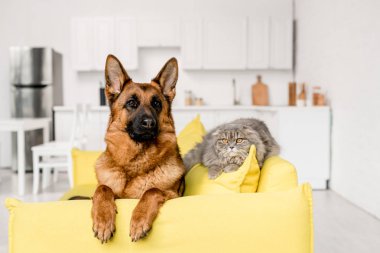 şirin Alman çoban ve Gri kedi evinde parlak sarı Divan yalan 