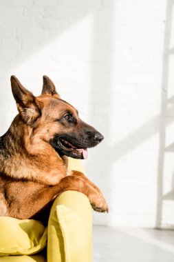 side view of adorable and cute German Shepherd lying in apartment  clipart