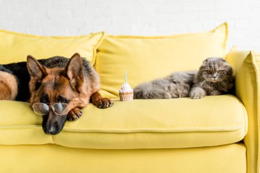 cute German Shepherd in glasses and grey cat lying on bright yellow couch with birthday cupcake in apartment clipart