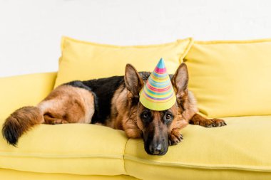 cute German Shepherd in party cap lying on bright yellow couch in apartment clipart