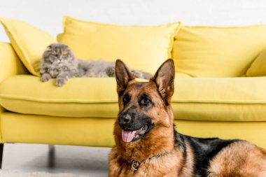 şirin Alman çoban ve Gri kedi kanepede yatan seçici odak