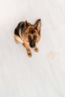 high angle view of cute German Shepherd sitting on white and wooden floor  clipart
