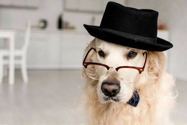 cute adorable golden retriever in hat and glasses in apartment