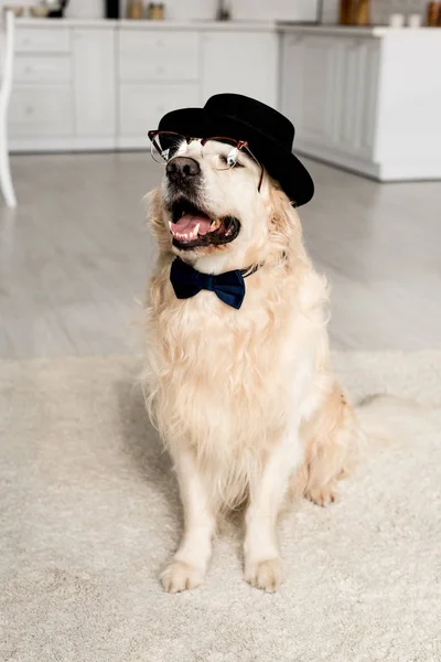 Cute Golden Retriever Hat Bow Tie Glasses Apartment — Stock Photo, Image