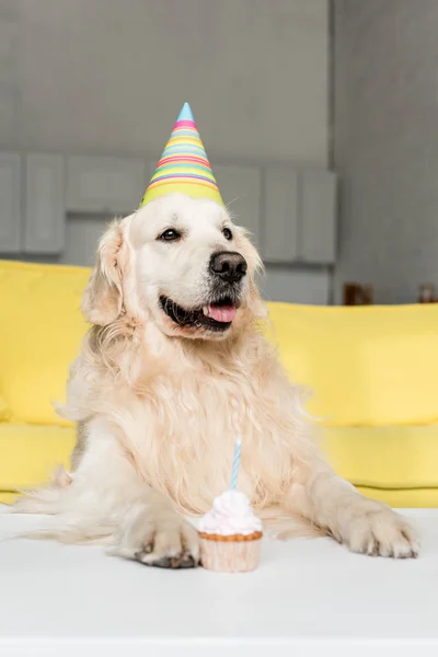 可爱的金毛猎犬在党帽与生日纸杯蛋糕在公寓 — 图库照片