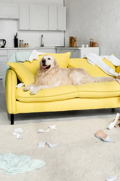 Cute Golden Retriever Lying Bright Yellow Sofa Messy Apartment — Stock Photo, Image