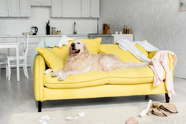 Cute Golden Retriever Lying Bright Yellow Sofa Messy Apartment — Stock Photo, Image