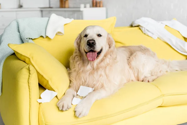 Cute Golden Retriever Lying Bright Yellow Sofa Messy Apartment — Stock Photo, Image