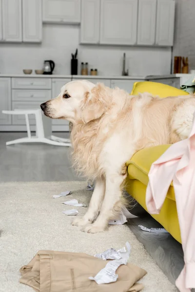 Side View Cute Golden Retriever Lying Yellow Sofa Messy Apartment — Stock Photo, Image
