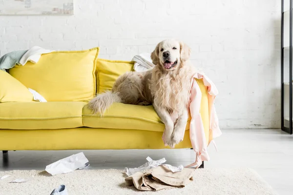汚いアパートの黄色のソファーに横になっているかわいいゴールデンレトリーバー — ストック写真