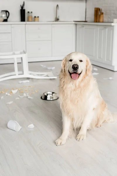 Cute Golden Retriever Sitting Floor Messy Kitchen — Stock Photo, Image