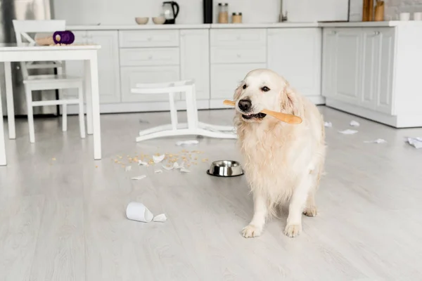 Cute Golden Retriever Sitting Floor Holding Wooden Spoon Messy Kitchen — Stock Photo, Image