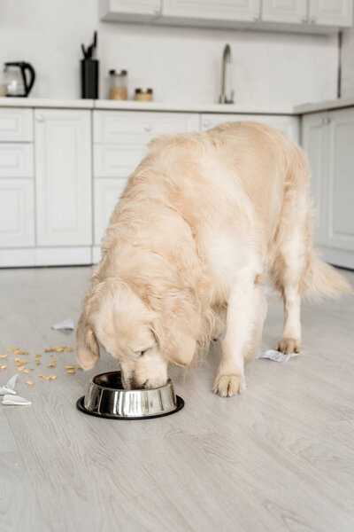 cute golden retriever eating dog food from metal bowl in messy kitchen 