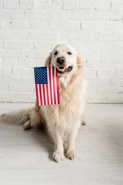 cute golden retriever sitting on floor and holding american flag  