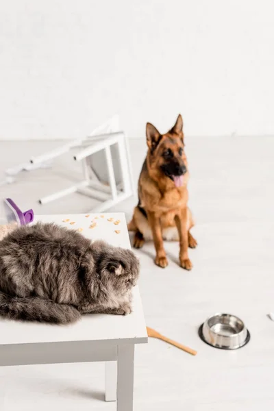 Selective Focus Grey Cat Lying Table German Shepherd Sitting Floor — Stock Photo, Image