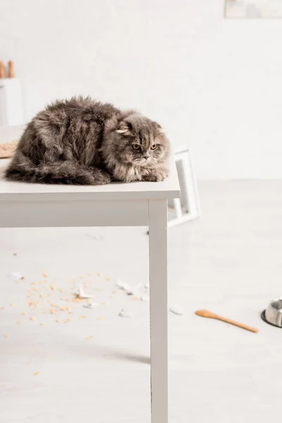 Gato Gris Lindo Acostado Mesa Blanca Cocina Desordenada — Foto de Stock