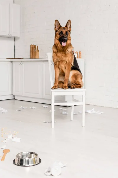 Roztomilý Německého Ovčáka Sedí Bílém Židli Kuchyni — Stock fotografie