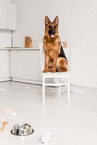 cute German Shepherd sitting on white chair in messy kitchen