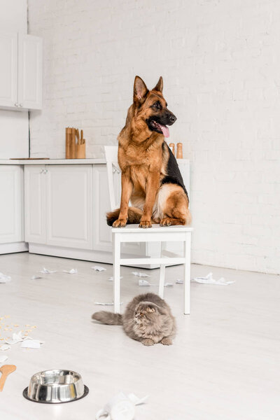 cute German Shepherd sitting on white chair and grey cat lying on floor in messy kitchen