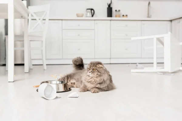 Roztomilý Šedá Kočka Leží Podlaze Koukal Kuchyni — Stock fotografie